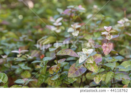 Hatsuyuki Kazura Houseplant Hatsuyuki Kazura Houseplant 44118762