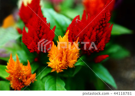 Feather crow orange and red flower 44118781