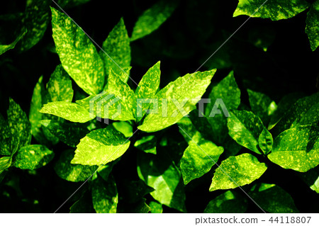 Fresh green of spotted Aoki Fresh green of spotted Aoki 44118807