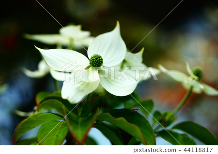 常綠的商陸花 44118817