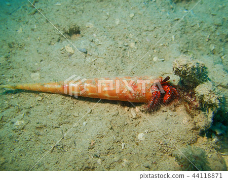 在美麗的長的殼水下的照片水下的照片的共同的寄居蟹 44118871