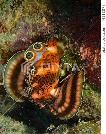 White-tailed scorpion fish Close-up Underwater photo Underwater photo White-tailed scorpion fish Close-up Underwater photo Underwater photo 44118878