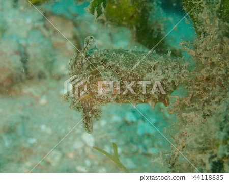 Close-up close-up underwater photo underwater photo Close-up close-up underwater photo underwater photo 44118885