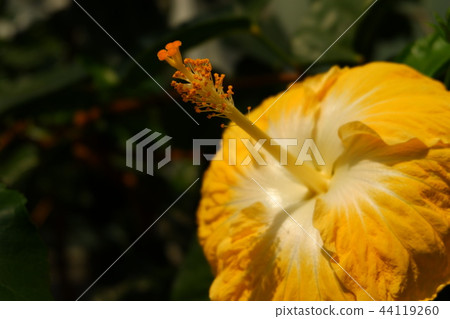Hibiscus 44119260