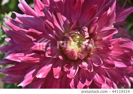Dahlia (Miracle) Dahlia (Miracle) 44119324