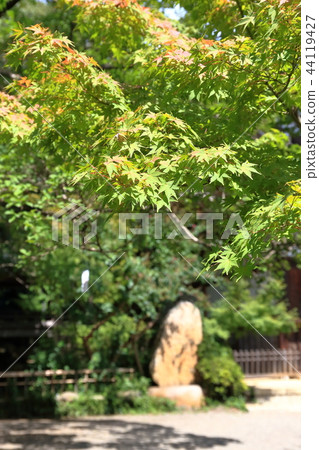 Momiji in the summer Momiji in the summer 44119427