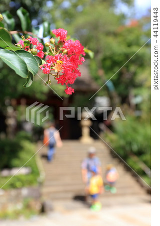 Bright red salsberg flower and Shindai temple 44119448