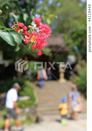 Bright red salsberg flower and Shindai temple Bright red salsberg flower and Shindai temple 44119449