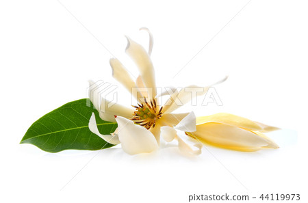 White Champaka isolated on white background 44119973