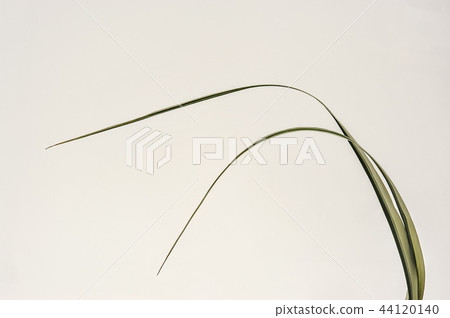 Dew drop Dew drop 44120140