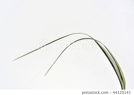 Dew drop 44120141
