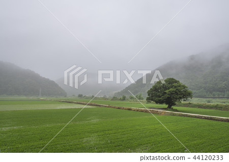 Wonjung, zelkova 44120233