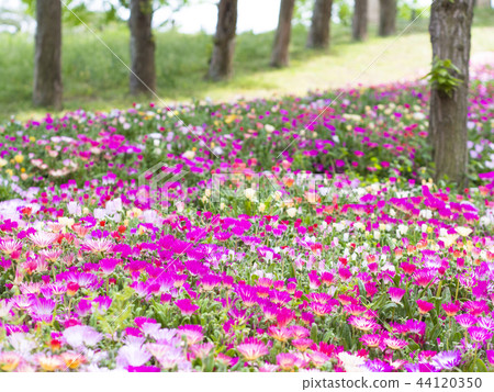 Living Stone Daisy's blooming park 44120350