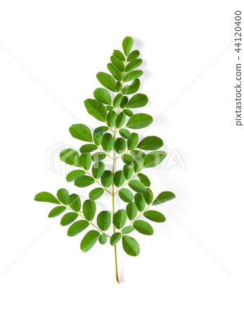 Moringa leaves have medicinal properties. top view 44120400