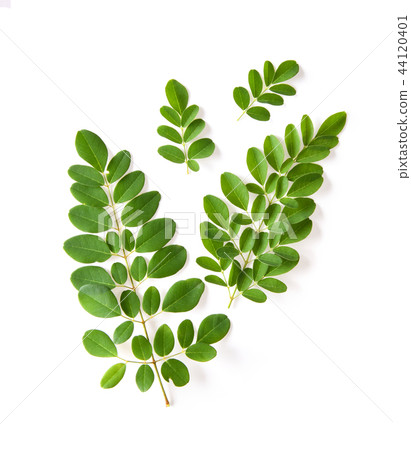 Moringa leaves have medicinal properties. top view 44120401