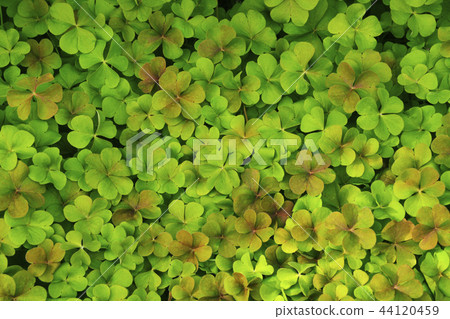 Katabi Katabi 44120459