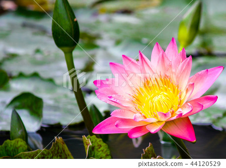 至善園賞蓮 至善園賞蓮 44120529