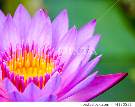 至善園賞蓮 44120531