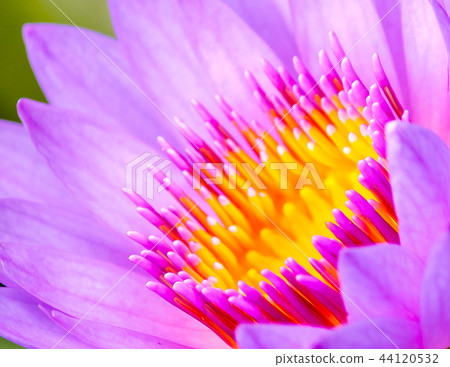 The best garden 44120532