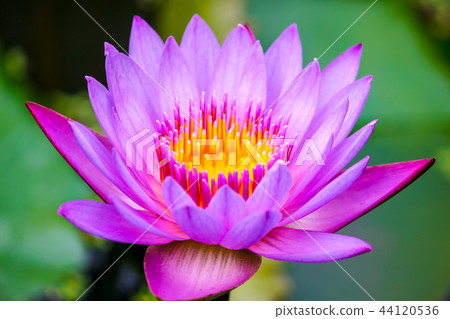 至善園賞蓮 44120536