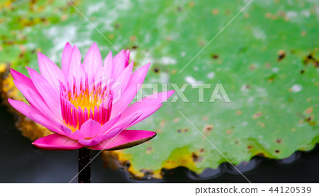 The best garden 44120539