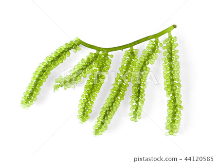 Sea grapes ( green caviar ) seaweed Sea grapes ( green caviar ) seaweed 44120585