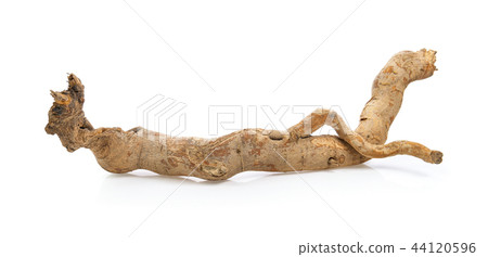 eurycoma longifolia on white background eurycoma longifolia on white background 44120596