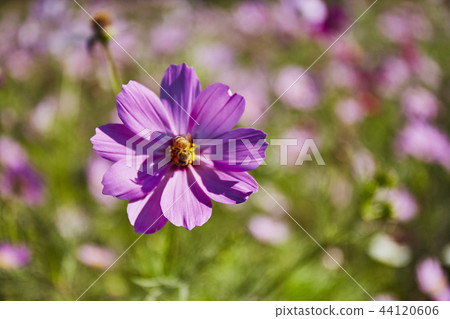 Cosmos Cosmos 44120606