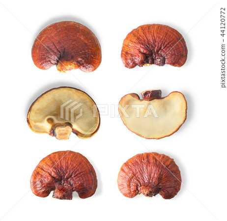 Lingzhi Mushroom Isolated on white background 44120772