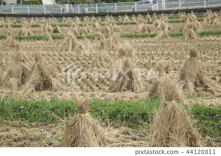 Yokohama Teraya Furusato Village which reached harvest 44120811