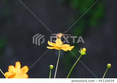 The scorpionfish sucking the honey of the kobana cosmos while hovering The scorpionfish sucking the honey of the kobana cosmos while hovering 44120834