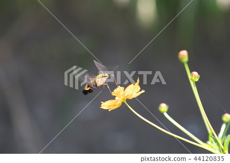 The scorpionfish sucking the honey of the kobana cosmos while hovering 44120835