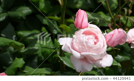 16: 9 Naema (Rice Roses) 16: 9 Naema (Rice Roses) 44120941