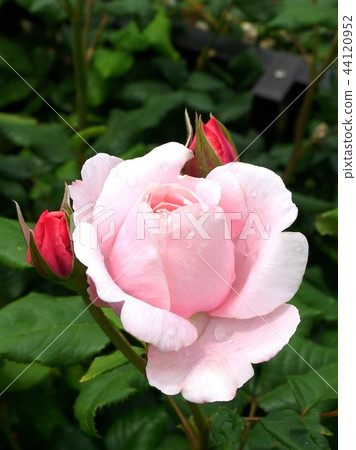 Naea (Rice Roses) 44120952