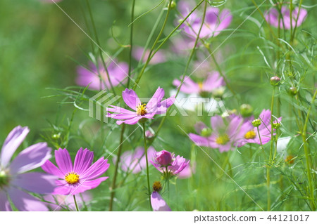 Cosmos flower blooming on the riverside of the Hirase River 44121017