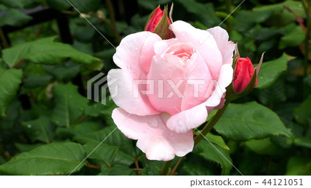 16: 9 Naema (Rice Roses) 16: 9 Naema (Rice Roses) 44121051