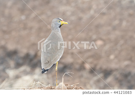 Tosa Kageri Masai Mara 44121083
