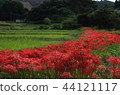 集群開花村 44121117