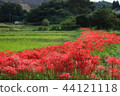 集群開花村 44121118
