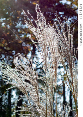 Glowing Susuki Glowing Susuki 44121184