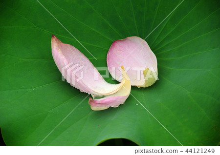蓮花 44121249