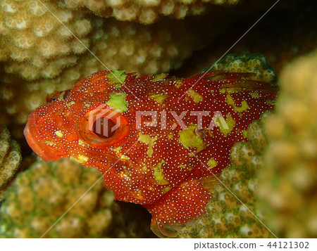 Kasriff Sakasago面朝上水下照片水下照片 44121302