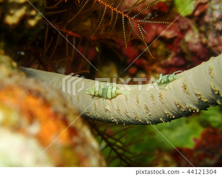 Two pairs of larch shrimp Shrimp underwater photograph underwater photograph Two pairs of larch shrimp Shrimp underwater photograph underwater photograph 44121304