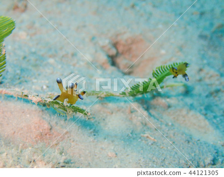 Udescrisnoza nudibranch Pikachu nudibranch pair 2 underwater photograph underwater photograph Udescrisnoza nudibranch Pikachu nudibranch pair 2 underwater photograph underwater photograph 44121305