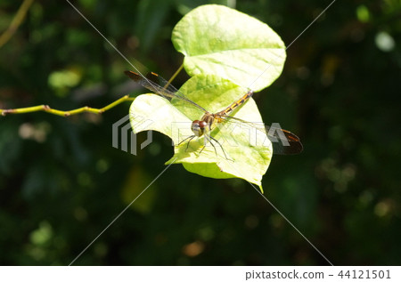 Mayutateakane 44121501