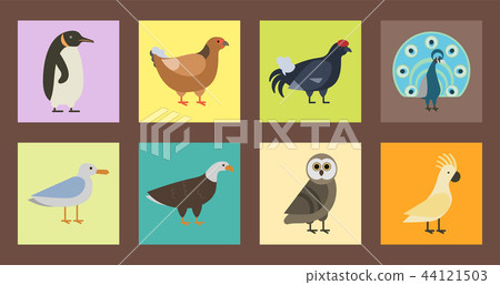 Bird species collection different vector illustration wild animal characters avifauna tropical 44121503