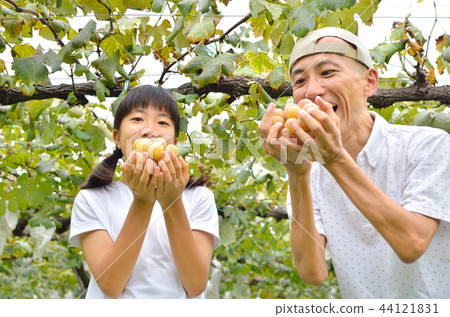 Parents and children enjoying grape hunting 44121831