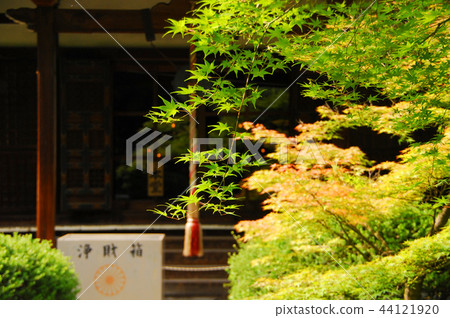 Main temple seen over Kanshuji and blue foliage 44121920