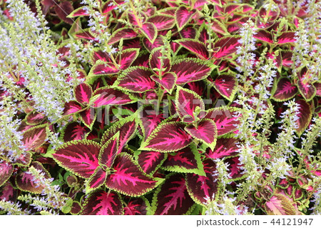 Colorful grass in the garden 44121947