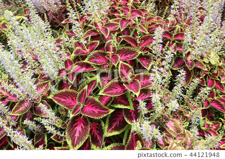 Colorful grass in the garden 44121948